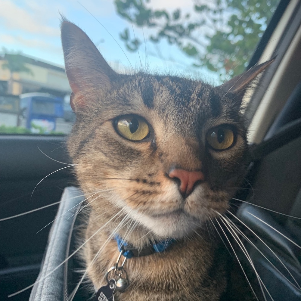 Meet your Posher, Kiki